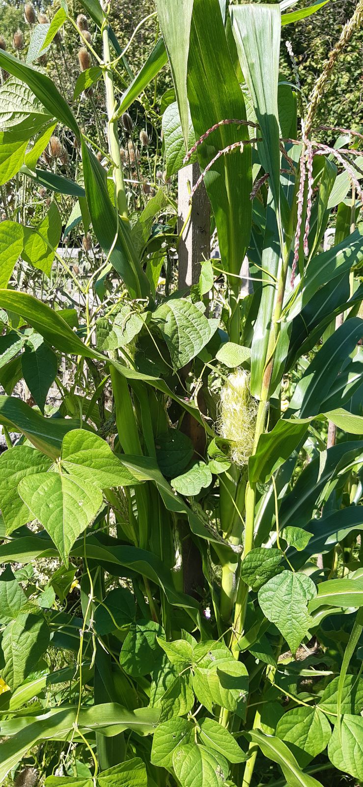 Schulgarten FWS Graz