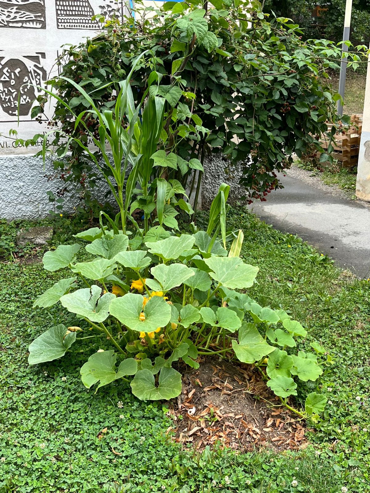 Schulgarten PPH Augustium