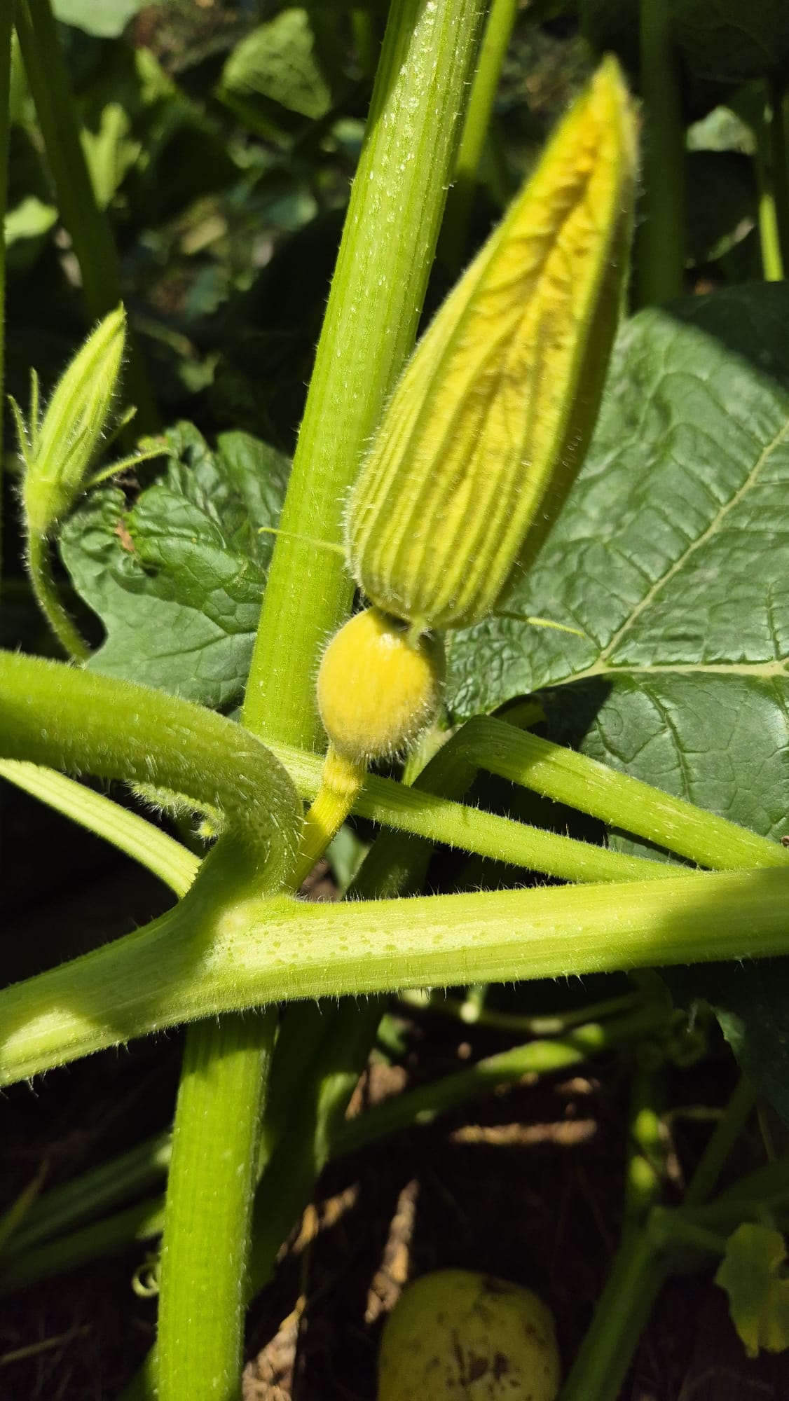 Dammbeobachtung 13, Ende Juli
